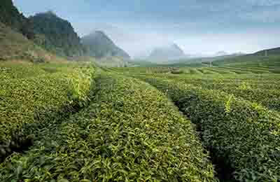 茶叶的植物学特征